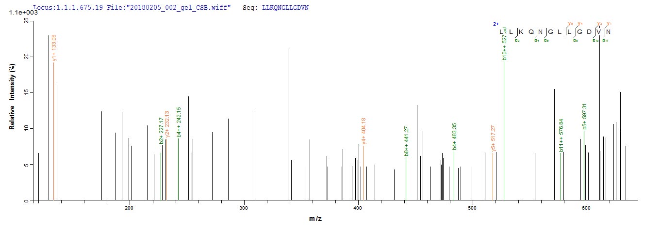 HVCN1 / HV1 Protein - Based on the SEQUEST from database of E.coli host and target protein, the LC-MS/MS Analysis result of Recombinant Mouse Voltage-gated hydrogen channel 1(Hvcn1) could indicate that this peptide derived from E.coli-expressed Mus musculus (Mouse) Hvcn1.