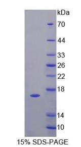 I-BABP / FABP6 Protein - Recombinant  Fatty Acid Binding Protein 6, Ileal By SDS-PAGE