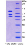 ICA69 / ICA1 Protein - Recombinant Islet Cell Autoantigen 1 By SDS-PAGE