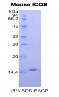 ICOS / CD278 Protein