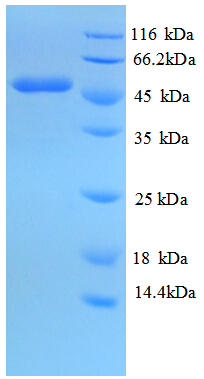 IDH1 / IDH Protein