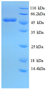 IDH1 / IDH Protein