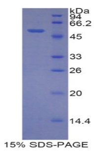 IDH1 / IDH Protein - Recombinant Isocitrate Dehydrogenase 1, Soluble By SDS-PAGE