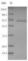 IDO1 / IDO Protein - (Tris-Glycine gel) Discontinuous SDS-PAGE (reduced) with 5% enrichment gel and 15% separation gel.
