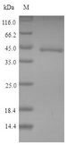 IDO1 / IDO Protein - (Tris-Glycine gel) Discontinuous SDS-PAGE (reduced) with 5% enrichment gel and 15% separation gel.