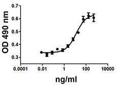 IGF2 Protein - MCF-7 cell proliferation induced by mouse IGF-II.