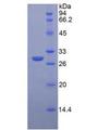 IGF2R / CD222 Protein - Recombinant Insulin Like Growth Factor 2 Receptor By SDS-PAGE