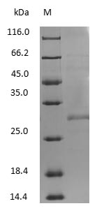 Mouse IgG Fab Protein - (Tris-Glycine gel) Discontinuous SDS-PAGE (reduced) with 5% enrichment gel and 15% separation gel.