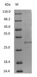 Mouse IgG Fab Protein - (Tris-Glycine gel) Discontinuous SDS-PAGE (reduced) with 5% enrichment gel and 15% separation gel.