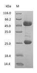 Mouse IgG Protein - (Tris-Glycine gel) Discontinuous SDS-PAGE (reduced) with 5% enrichment gel and 15% separation gel.