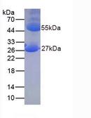 Mouse IgG Protein - Native Immunoglobulin G By SDS-PAGE