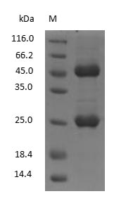Mouse IgG2a Protein - (Tris-Glycine gel) Discontinuous SDS-PAGE (reduced) with 5% enrichment gel and 15% separation gel.