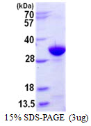 IgG2a Protein