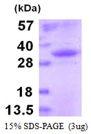 IgG2a Protein