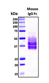 IgG2b Fc Protein - SDS-PAGE under reducing conditions and visualized by Coomassie blue staining