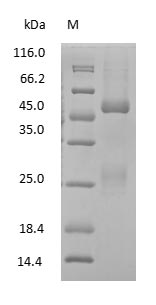 Mouse IgG2b Protein - (Tris-Glycine gel) Discontinuous SDS-PAGE (reduced) with 5% enrichment gel and 15% separation gel.