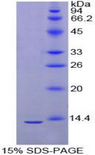 IGLL1 / CD179b Protein - Recombinant Immunoglobulin Lambda Like Polypeptide 1 By SDS-PAGE