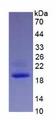 IL-1B / IL-1 Beta Protein - Eukaryotic Interleukin 1 Beta (IL1b) by SDS-PAGE