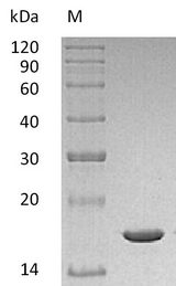 IL-1B / IL-1 Beta Protein - (Tris-Glycine gel) Discontinuous SDS-PAGE (reduced) with 5% enrichment gel and 15% separation gel.