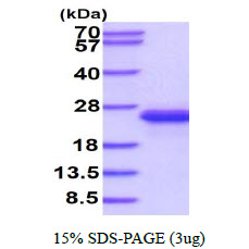 IL-33 Protein