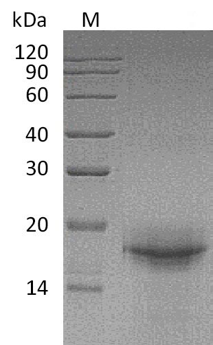 IL-33 Protein - (Tris-Glycine gel) Discontinuous SDS-PAGE (reduced) with 5% enrichment gel and 15% separation gel.