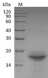 IL-33 Protein - (Tris-Glycine gel) Discontinuous SDS-PAGE (reduced) with 5% enrichment gel and 15% separation gel.