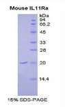 IL11RA Protein - Recombinant Interleukin 11 Receptor Alpha By SDS-PAGE