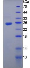 IL12A / p35 Protein - Recombinant  Interleukin 35 By SDS-PAGE