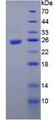 IL12A / p35 Protein - Recombinant  Interleukin 35 By SDS-PAGE