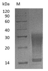 IL13 Protein - (Tris-Glycine gel) Discontinuous SDS-PAGE (reduced) with 5% enrichment gel and 15% separation gel.