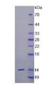 IL13 Protein - Recombinant Interleukin 13 (IL13) by SDS-PAGE