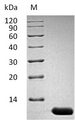 IL13 Protein - (Tris-Glycine gel) Discontinuous SDS-PAGE (reduced) with 5% enrichment gel and 15% separation gel.