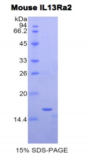 IL13RA2 / IL13R Alpha 2 Protein