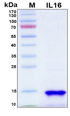 IL16 Protein - SDS-PAGE under reducing conditions and visualized by Coomassie blue staining