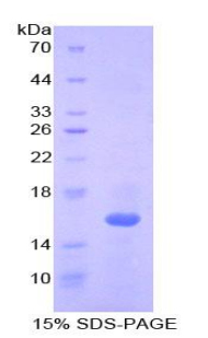 IL16 Protein - Recombinant Interleukin 16 By SDS-PAGE