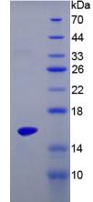 IL17 Protein - Recombinant  Interleukin 17 By SDS-PAGE