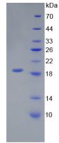 IL18 Protein - Active Interleukin 18 (IL18) by SDS-PAGE