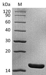 IL1A / IL-1 Alpha Protein - (Tris-Glycine gel) Discontinuous SDS-PAGE (reduced) with 5% enrichment gel and 15% separation gel.