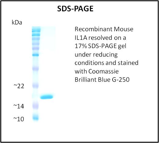 IL1A / IL-1 Alpha Protein