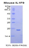 IL1F9 Protein - Recombinant Interleukin 1 Family, Member 9 By SDS-PAGE