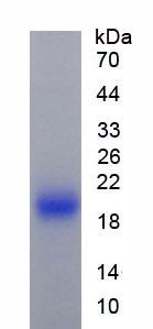 IL1RN Protein - Active Interleukin 1 Receptor Antagonist (IL1RA) by SDS-PAGE