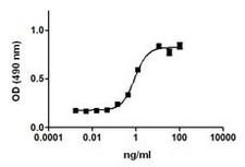 IL2 Protein - HT-2 cell proliferation induced by mouse IL-2.