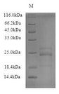 IL23A / IL-23 p19 Protein - (Tris-Glycine gel) Discontinuous SDS-PAGE (reduced) with 5% enrichment gel and 15% separation gel.