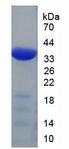 IL23A / IL-23 p19 Protein - Recombinant Interleukin 23 (IL23) by SDS-PAGE