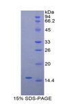 IL25 / IL17E Protein - Recombinant Interleukin 25 By SDS-PAGE