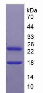 IL27 Protein - Recombinant Interleukin 27 By SDS-PAGE