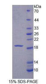 IL3 Protein - Recombinant Interleukin 3 (IL3) by SDS-PAGE