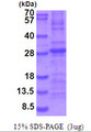IL34 Protein