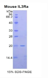 IL3RA / CD123 Protein - Recombinant Interleukin 3 Receptor Alpha By SDS-PAGE