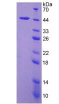 IL4 Protein - Recombinant Interleukin 4 By SDS-PAGE